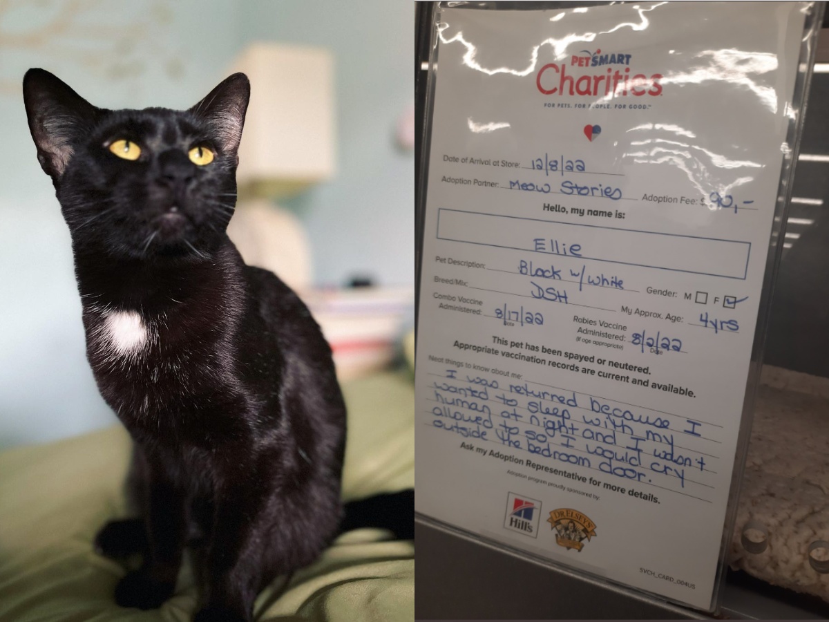 Deer causes damages at She Said Butcher Shop in Minnesota